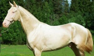 The Priceless Beauty of the Akhal-Teke Horse